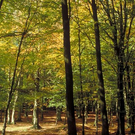 Aigle Noir Fontainebleau Mgallery Eksteriør billede